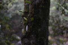 Bulbophyllum longiflorum