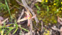 Caladenia reticulata