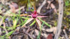 Caladenia reticulata