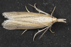 Arivaca ostreella