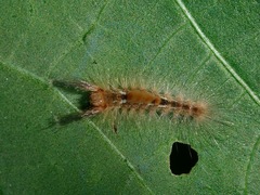 Lepidoptera