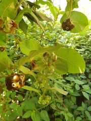 Macroscepis diademata