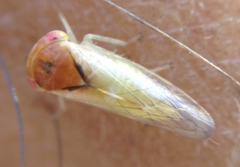 Cicadellidae
