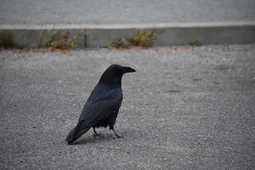 Common Raven photographed in Wyoming