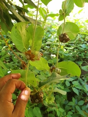 Macroscepis diademata