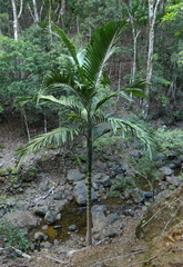 Chambeyronia macrocarpa
