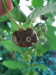 Macroscepis diademata