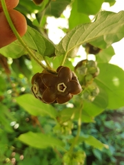 Macroscepis diademata