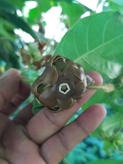 Macroscepis diademata