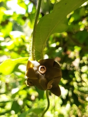 Macroscepis diademata