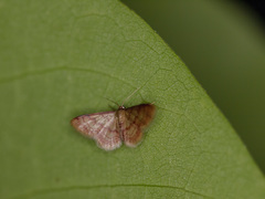 Idaea impexa