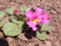 Diplacus constrictus