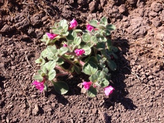 Diplacus constrictus