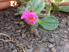 Diplacus constrictus