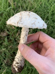 Saproamanita thiersii