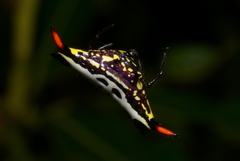 Gasteracantha westringi