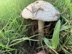 Saproamanita thiersii