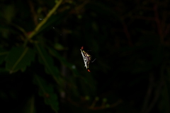 Gasteracantha westringi