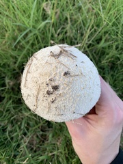 Saproamanita thiersii