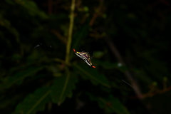 Gasteracantha westringi