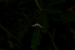 Gasteracantha westringi