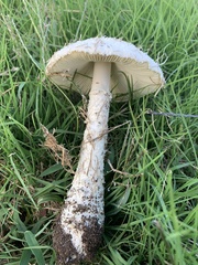 Saproamanita thiersii