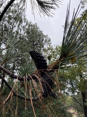 Pinus teocote