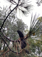 Pinus teocote