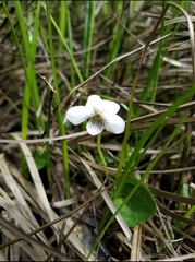 Tiny Violet (Viola minuscula)
