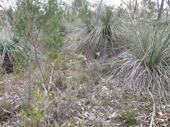 Caladenia reticulata