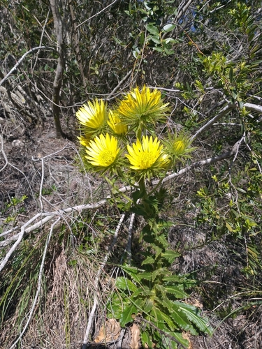 Image of Berkheya carlinoides by (c) kevin koen, some rights reserved (CC BY-SA)