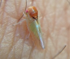 Cicadellidae