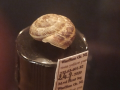 Xeroplexa intersecta