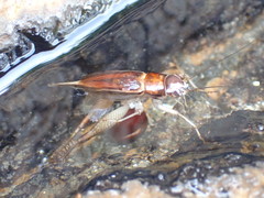 Teleogryllus mitratus