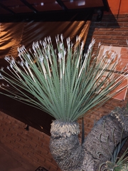 Dasylirion acrotrichum