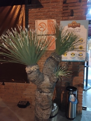 Dasylirion acrotrichum