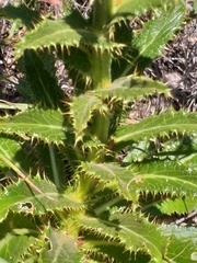 Berkheya carlinoides