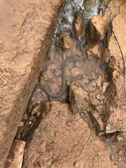 Nerodia paucimaculata