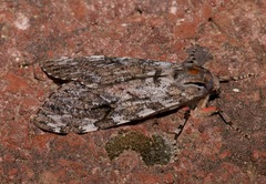 Pseudohemihyalea splendens