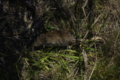 Rattus lutreola