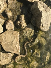 Nerodia paucimaculata