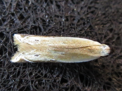 Mesophleps albilinella