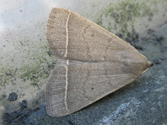 Simplicia rectalis