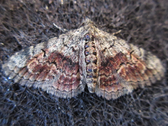 Paragona multisignata