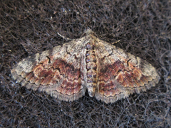 Paragona multisignata