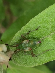 Pseudopantilius australis