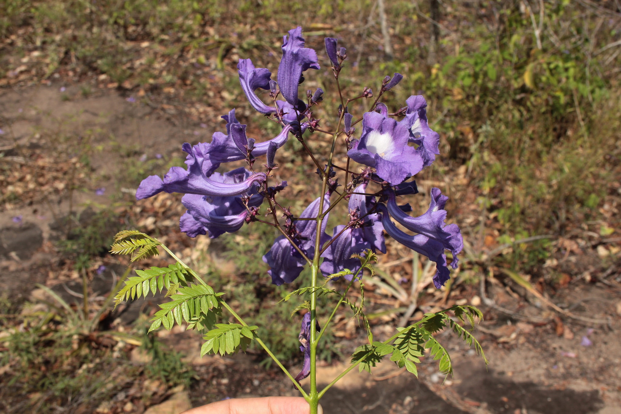 Imagem de Caroba-roxa