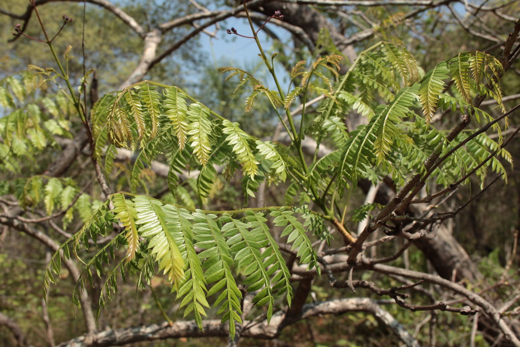 Imagem de Caroba-roxa