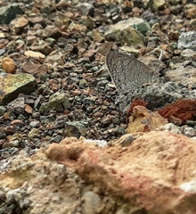 Ypthima asterope mahratta