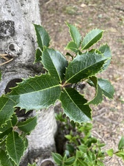Celtis sinensis